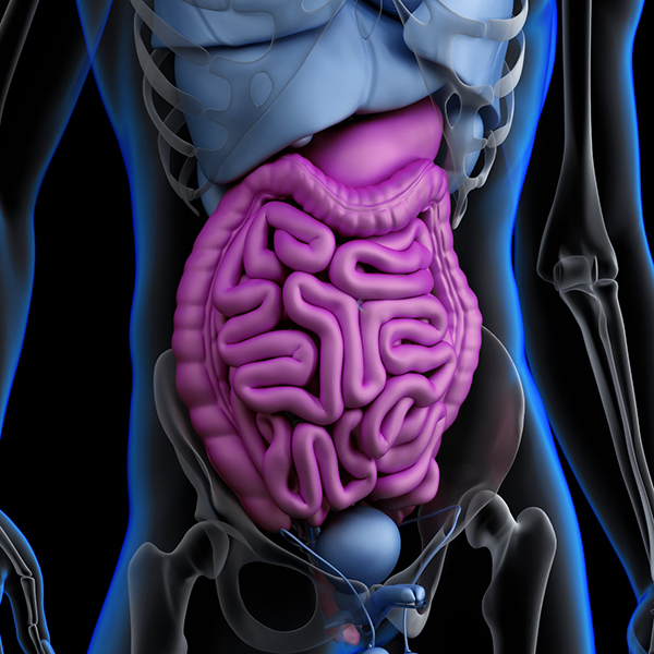 Papel activo de la microbiota y su importancia en el sistema inmune